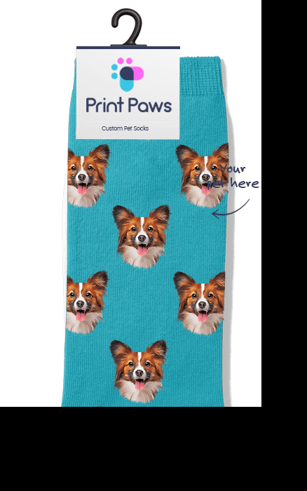 Custom Pet Socks Background